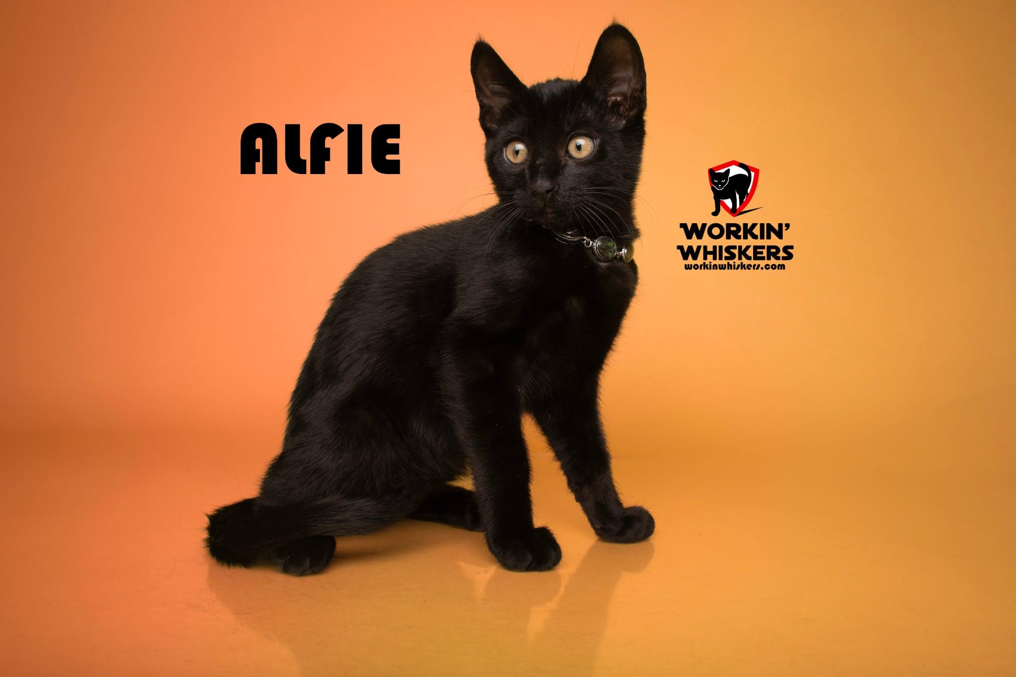 Enlarge ALFIE, a Adoptable mixed breed in Murrieta, CA image 1/6