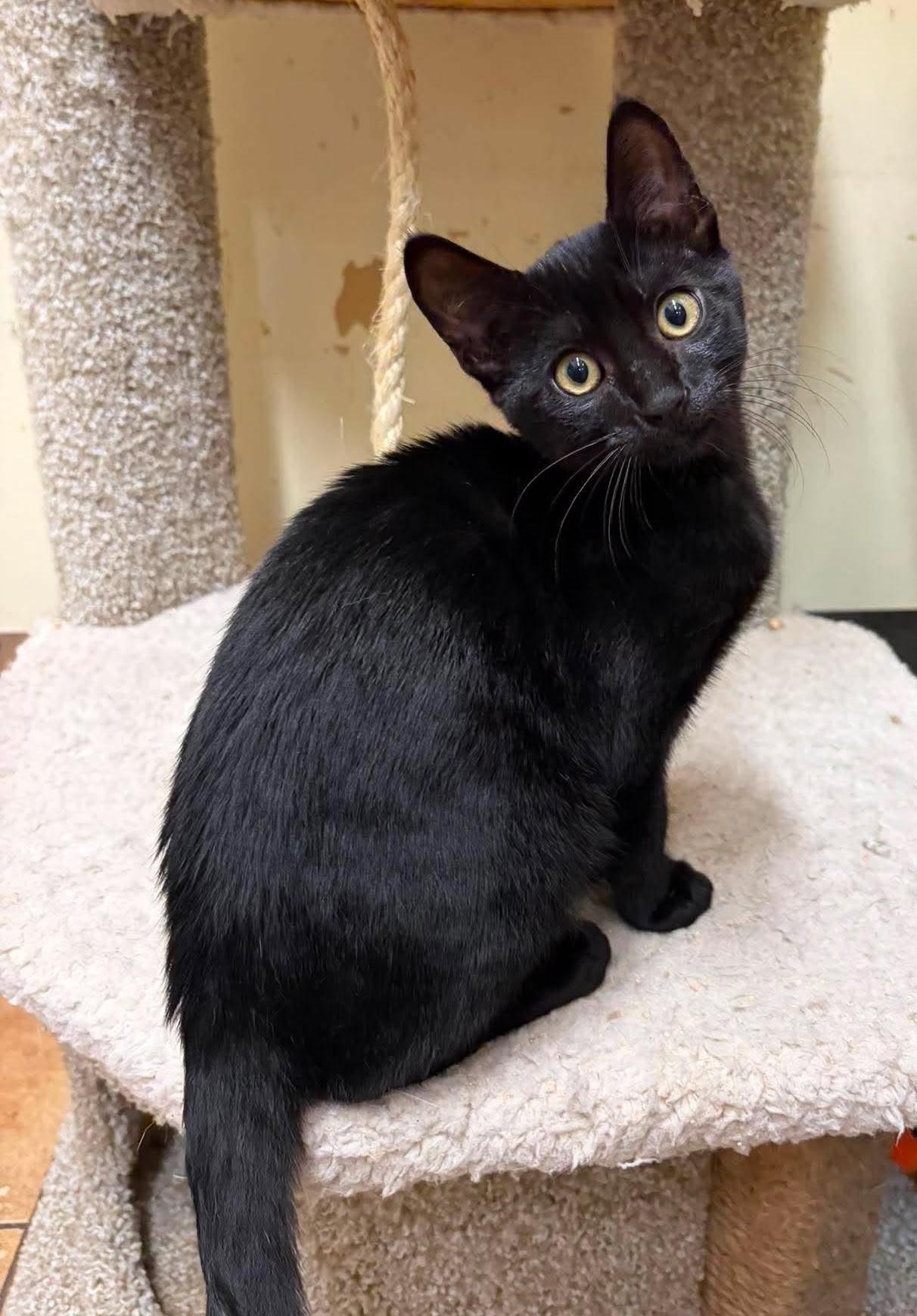 Enlarge ALFIE, a Adoptable mixed breed in Murrieta, CA image 3/6