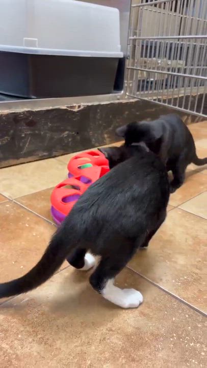Enlarge ALFIE, a Adoptable mixed breed in Murrieta, CA video 6/6