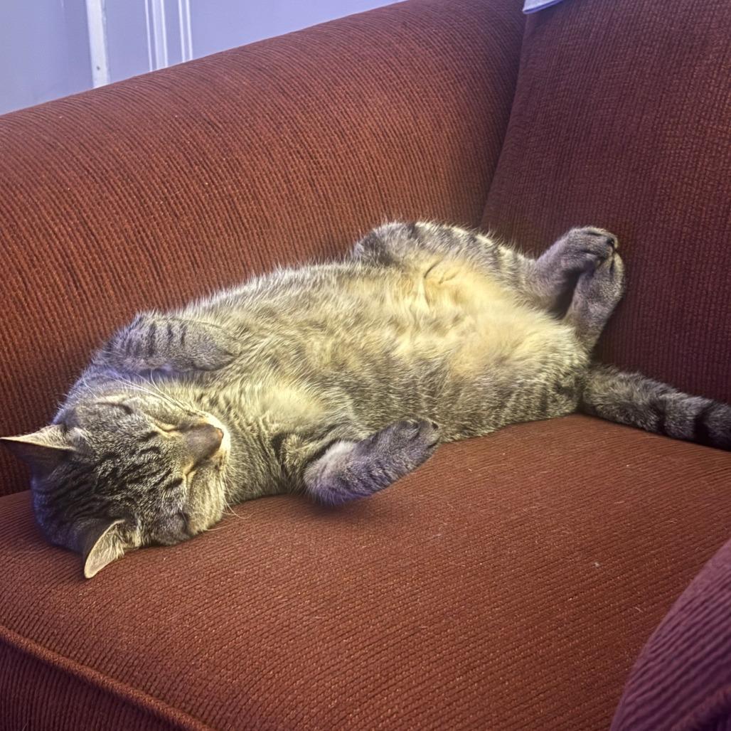 Shiva, Adoptable, Adult Female Domestic Short Hair.