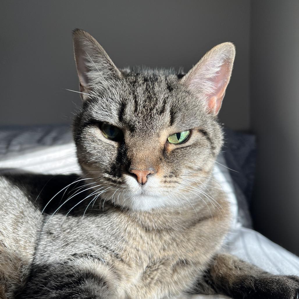 Enlarge Shiva, a Adoptable mixed breed in Chicago, IL image 2/6