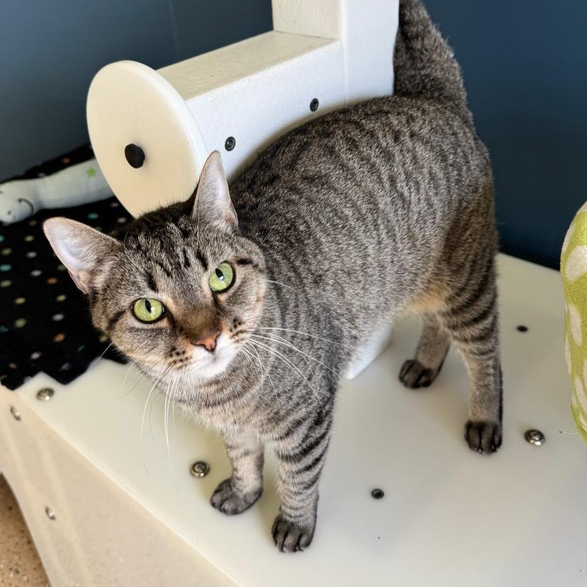 Enlarge Shiva, a Adoptable mixed breed in Chicago, IL image 3/6