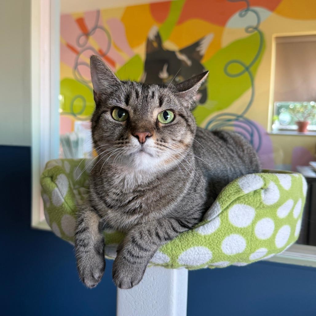 Enlarge Shiva, a Adoptable mixed breed in Chicago, IL image 4/6