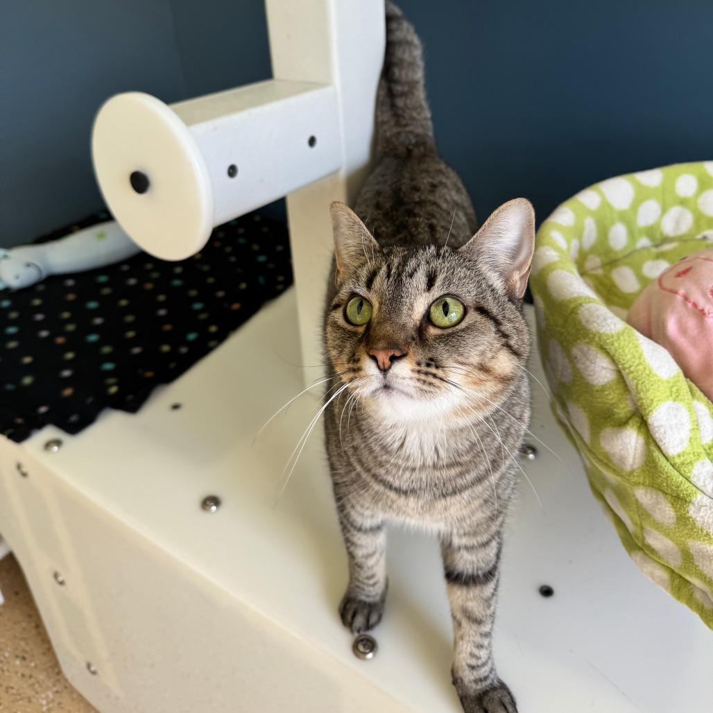 Enlarge Shiva, a Adoptable mixed breed in Chicago, IL image 5/6