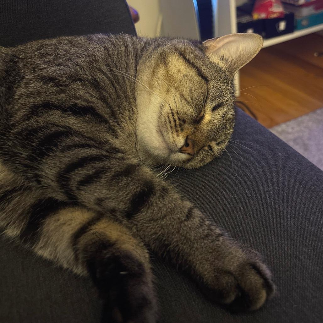 Enlarge Shiva, a Adoptable mixed breed in Chicago, IL image 6/6