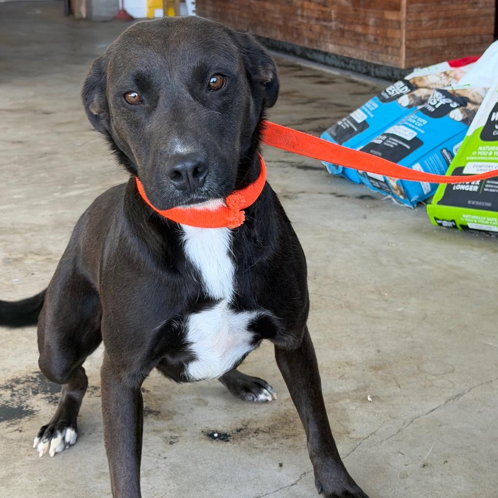 Cerberus, a Adoptable mixed breed in Clarksdale, MS image 1/6