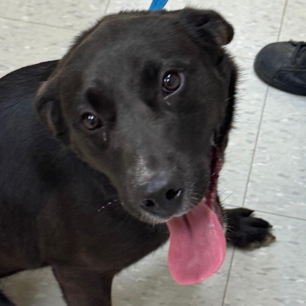 Cerberus, Adoptable, Adult Female Labrador Retriever & Terrier.
