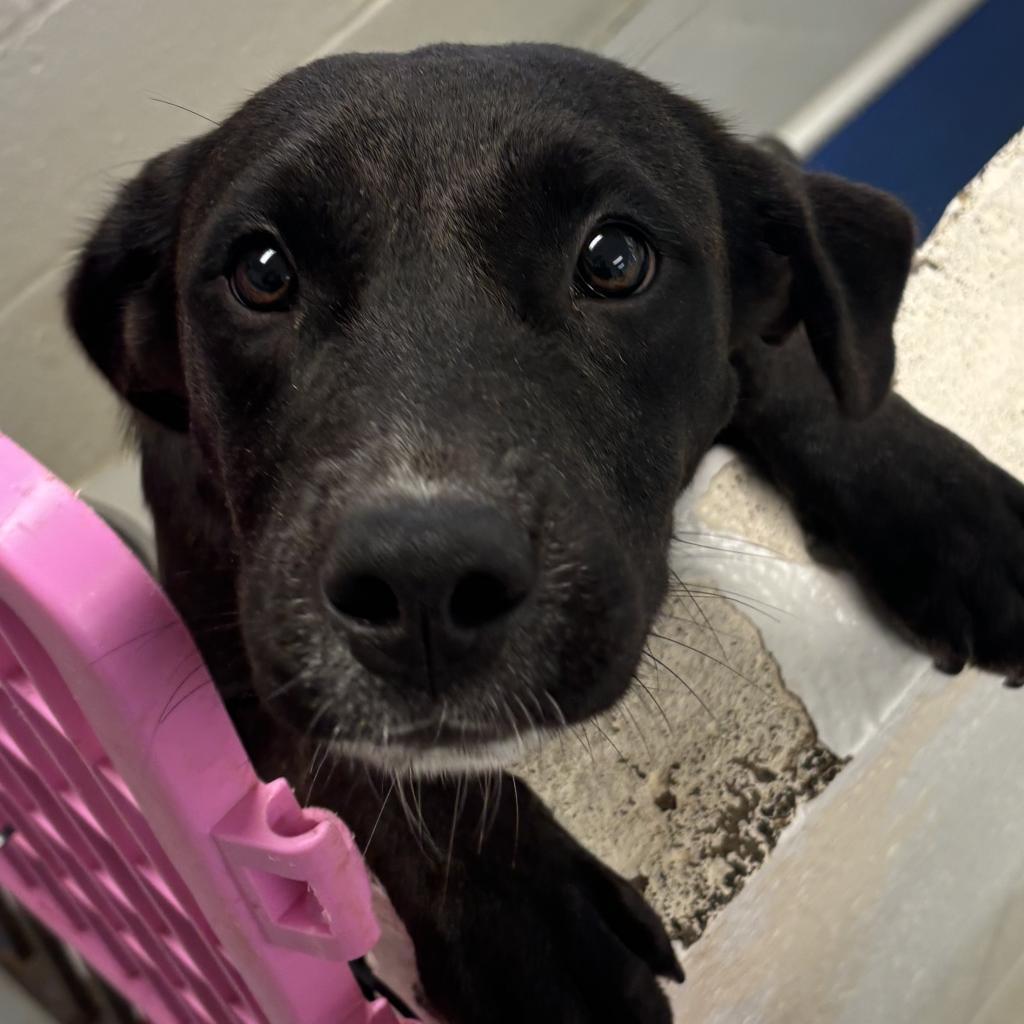 Enlarge Cerberus, a Adoptable mixed breed in Clarksdale, MS image 2/3