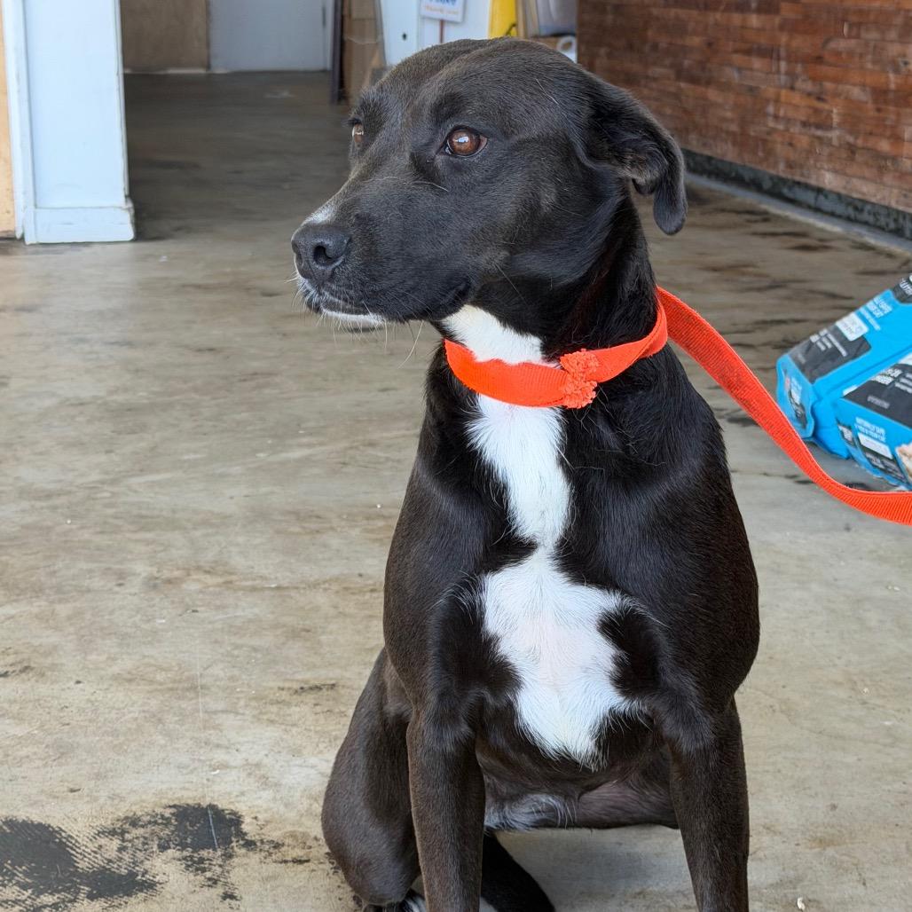 Cerberus, a Adoptable mixed breed in Clarksdale, MS image 4/6