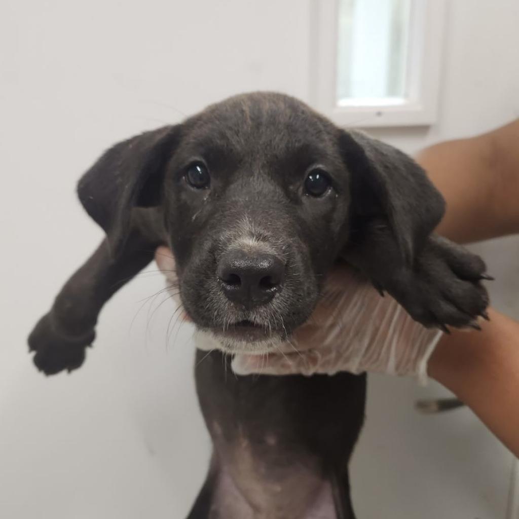 Enlarge Cerberus, a Adoptable mixed breed in Clarksdale, MS image 3/3