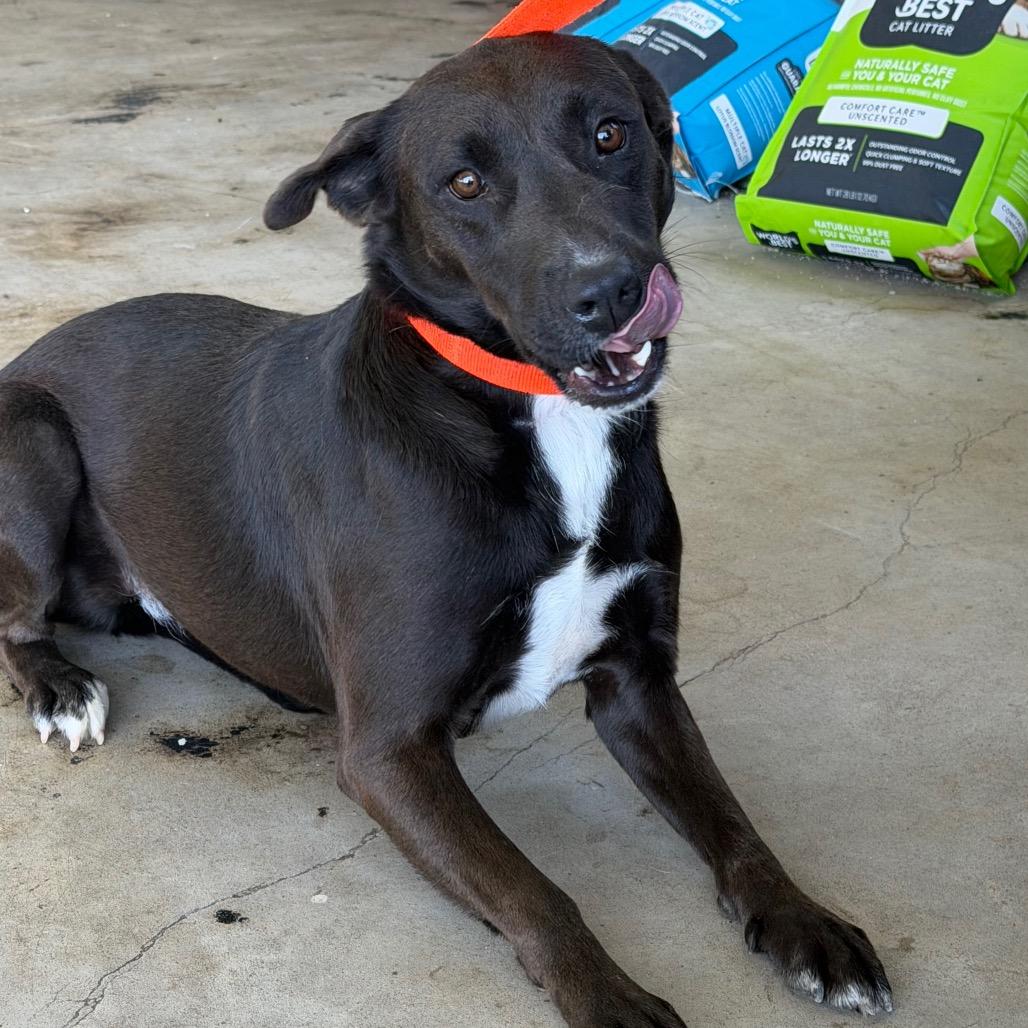 Cerberus, a Adoptable mixed breed in Clarksdale, MS image 6/6