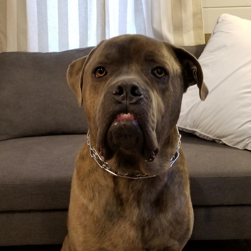 Enlarge Lambo, a Adoptable Cane Corso in Green Bay, WI image 1/6