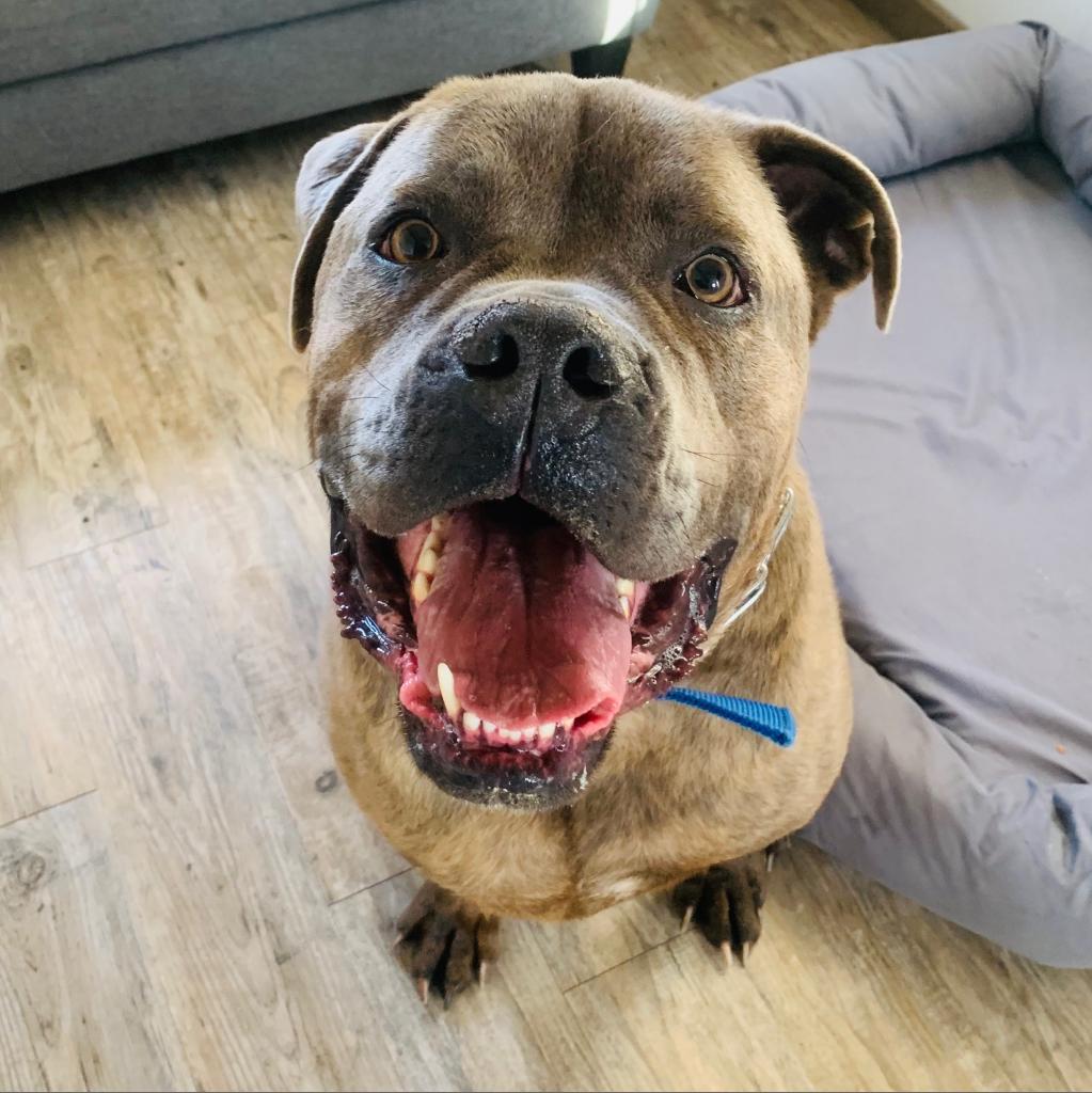 Enlarge Lambo, a Adoptable Cane Corso in Green Bay, WI image 2/6