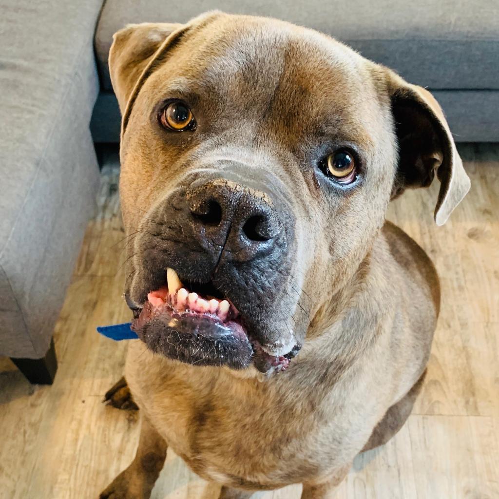 Enlarge Lambo, a Adoptable Cane Corso in Green Bay, WI image 3/6