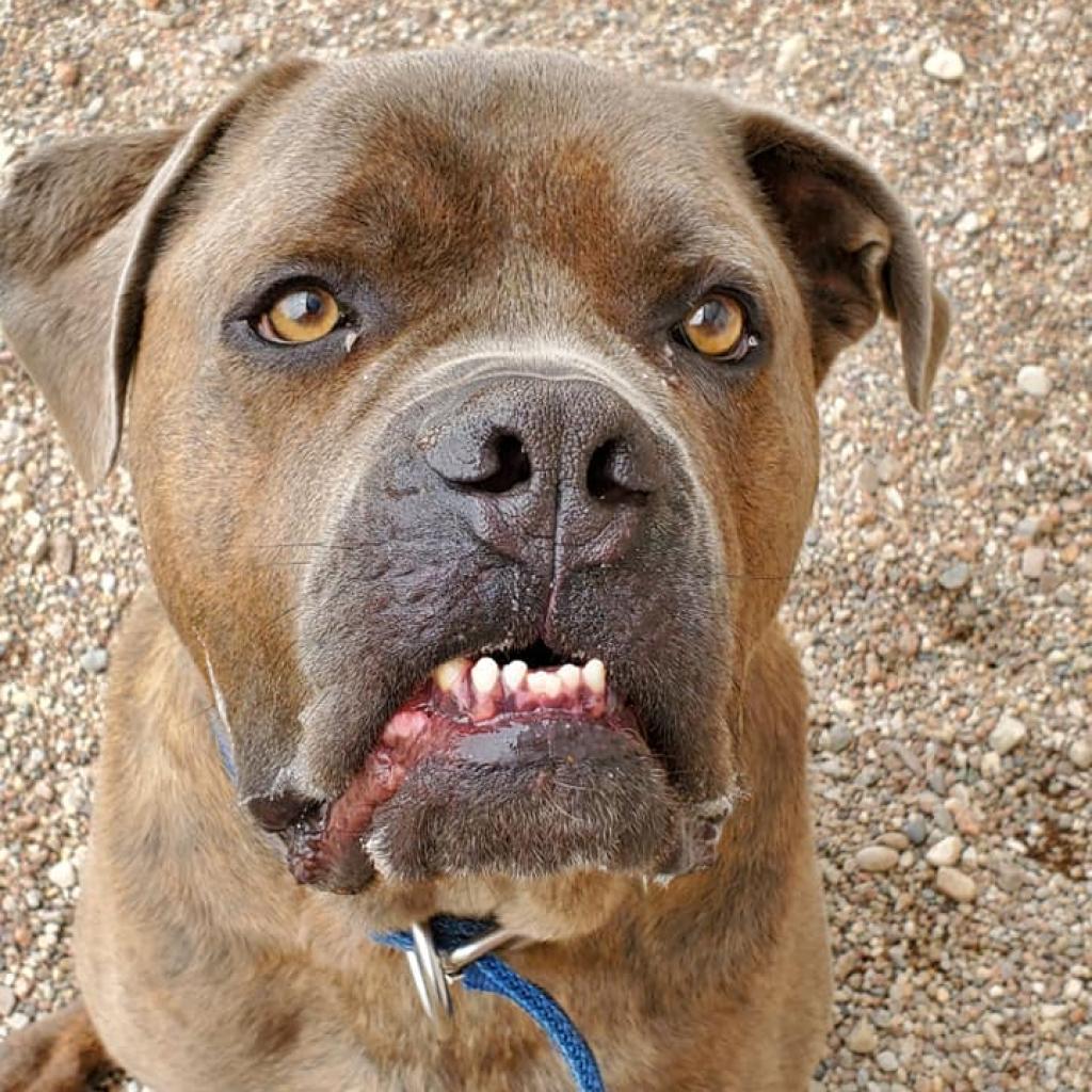 Enlarge Lambo, a Adoptable Cane Corso in Green Bay, WI image 4/6