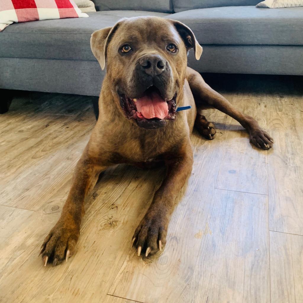 Enlarge Lambo, a Adoptable Cane Corso in Green Bay, WI image 5/6