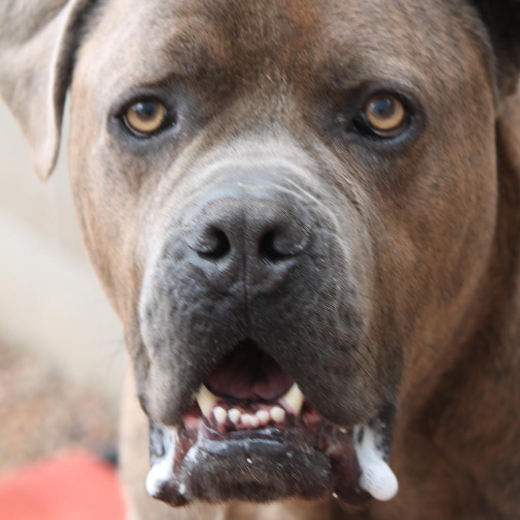 Enlarge Lambo, a Adoptable Cane Corso in Green Bay, WI image 6/6