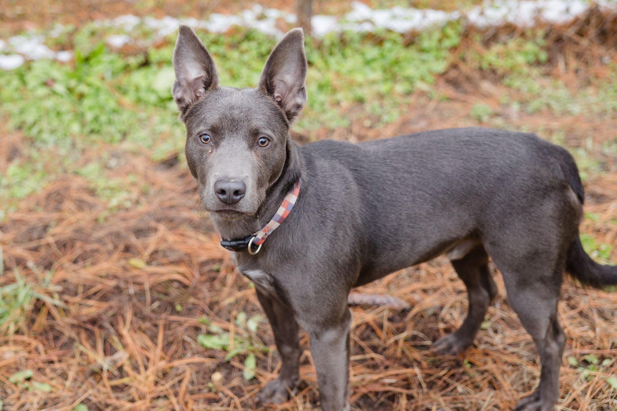 Russo, ADOPTABLE, Young Male Labrador Retriever.