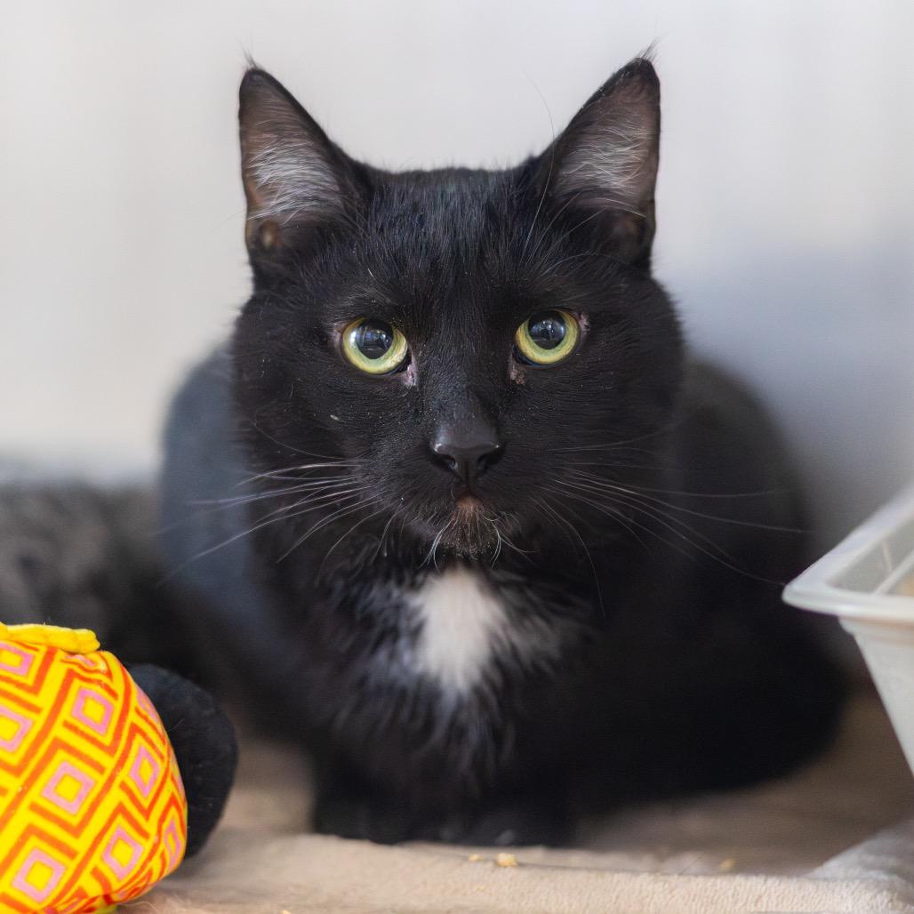 Hiccup — thumbnail 2