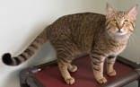 Enlarge Sebastian, an adopted Domestic Short Hair in Lincoln, MI image 1/1