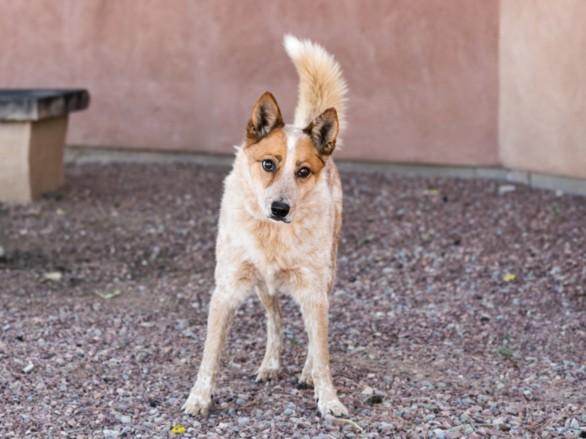 CHATO, Adoptable, Adult Male Australian Cattle Dog / Blue Heeler.