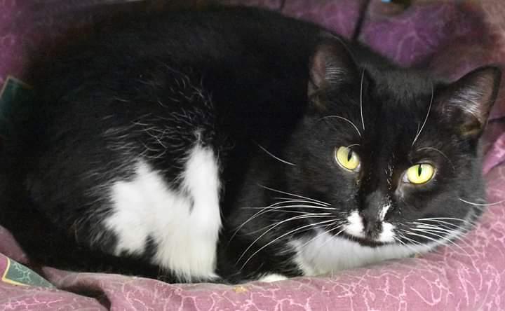 Arturo, a Adoptable mixed breed in Iroquois, IL image 3/6