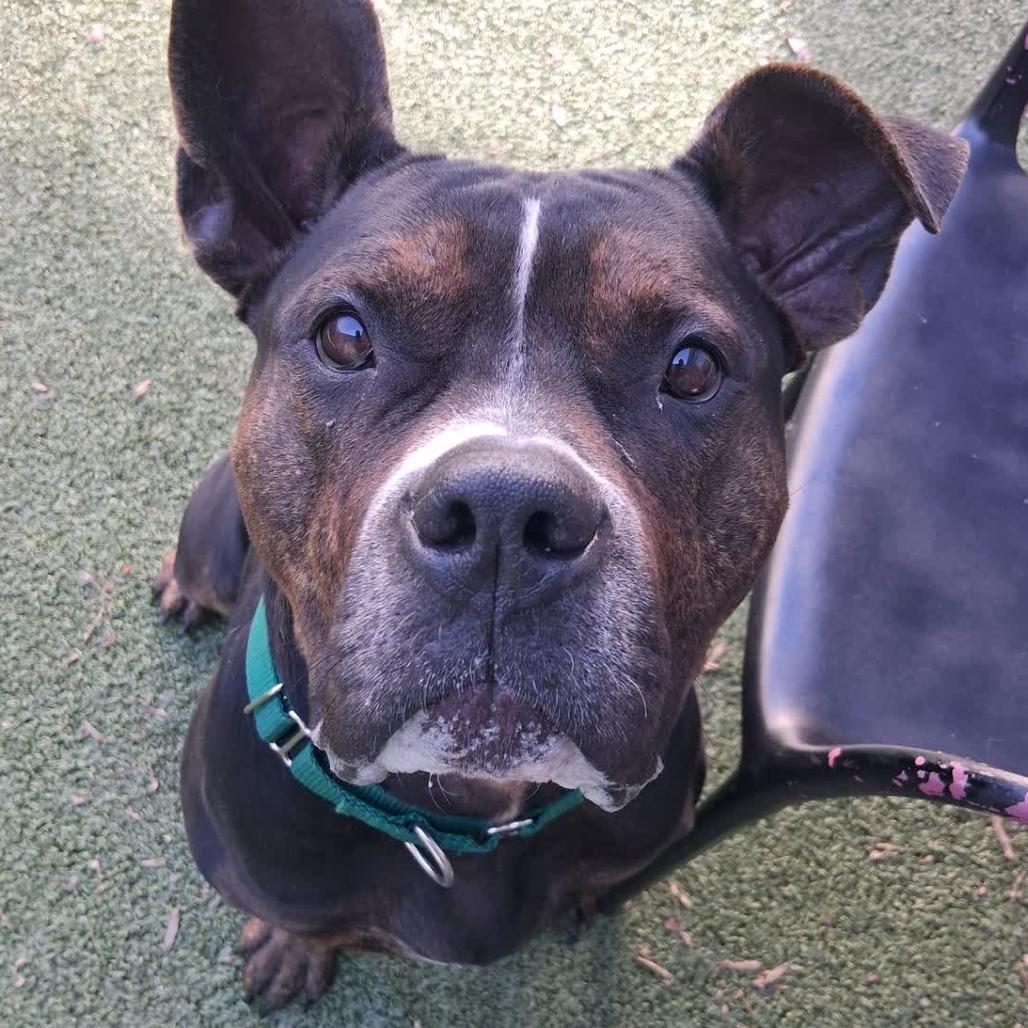 Brown Sugar, Adoptable, Adult Female Mixed Breed.