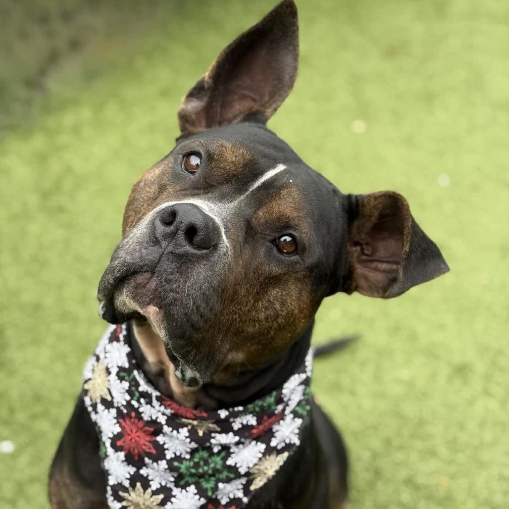 Brown Sugar, a Adoptable Mixed Breed in Greensboro, NC image 2/6