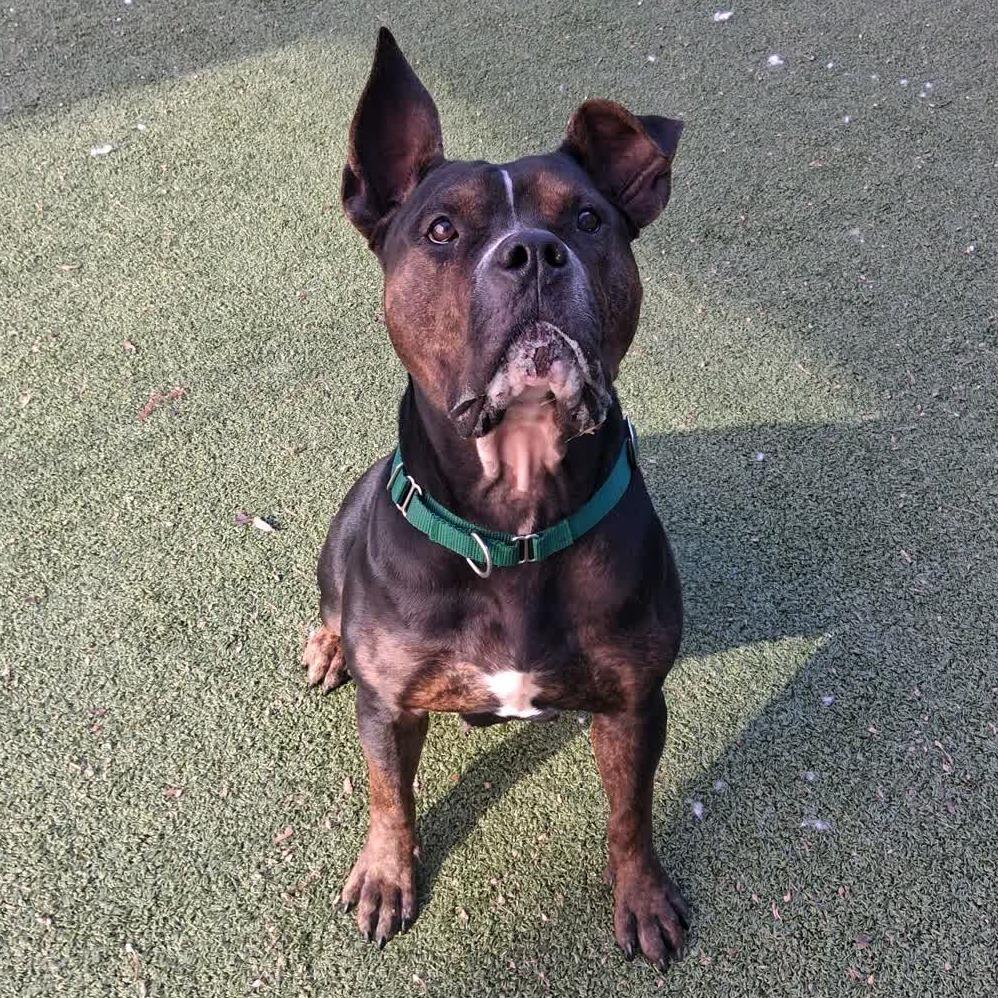 Brown Sugar, a Adoptable Mixed Breed in Greensboro, NC image 3/6