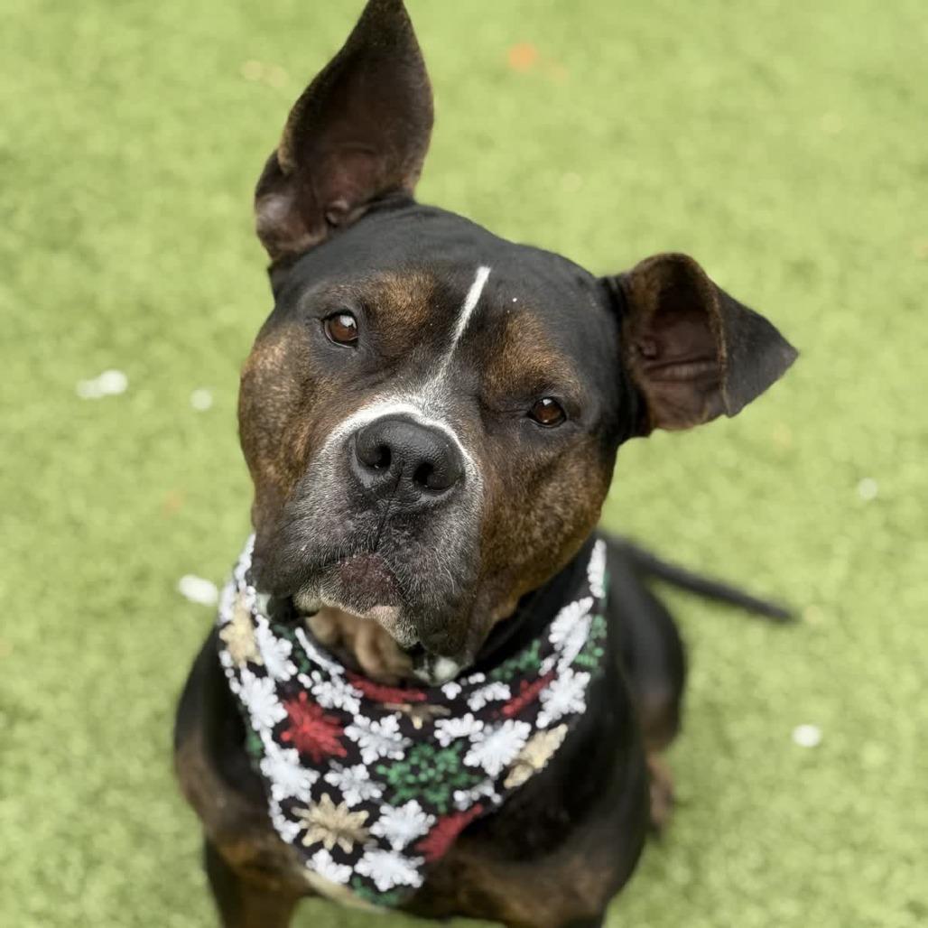 Brown Sugar, a Adoptable Mixed Breed in Greensboro, NC image 4/6