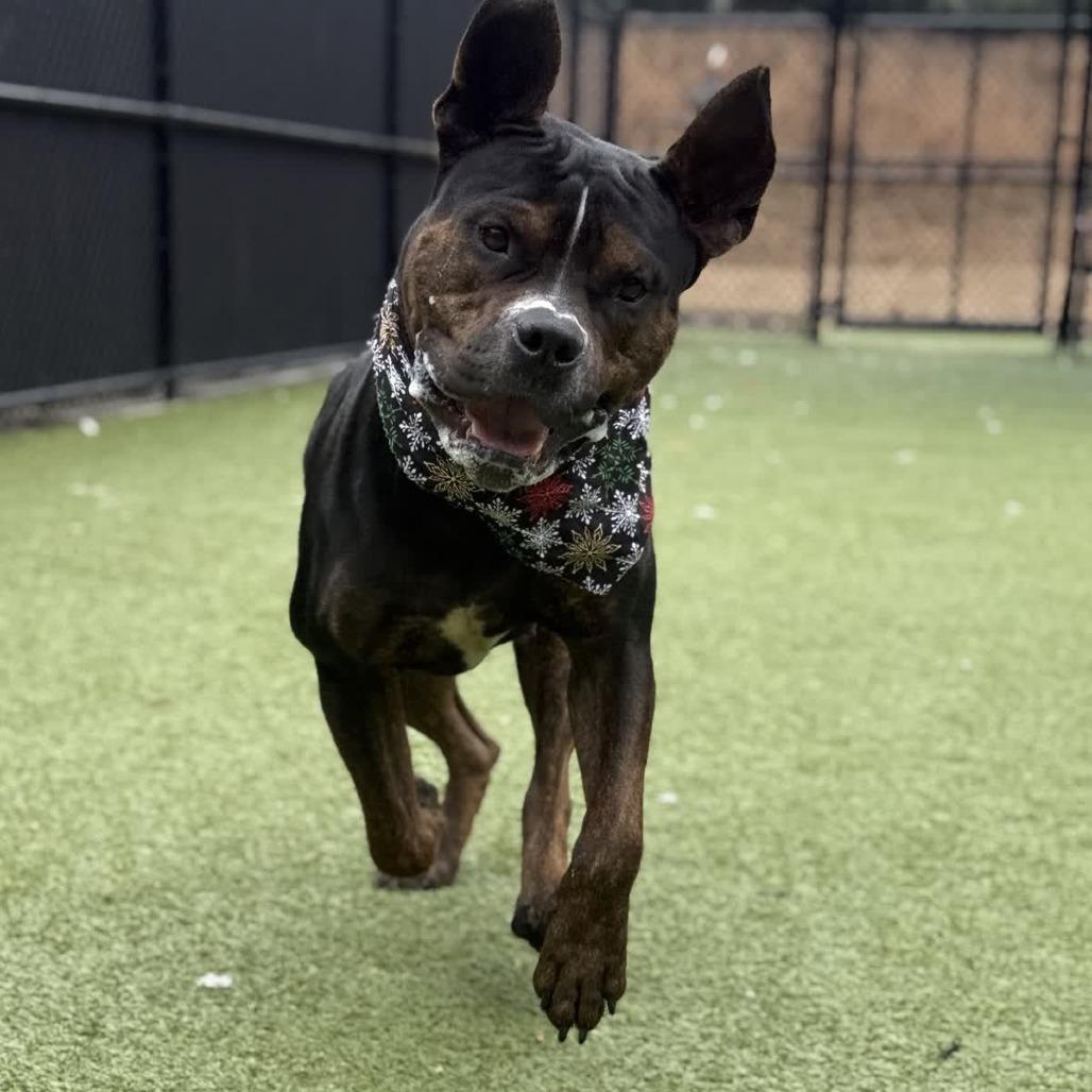 Brown Sugar, a Adoptable Mixed Breed in Greensboro, NC image 5/6