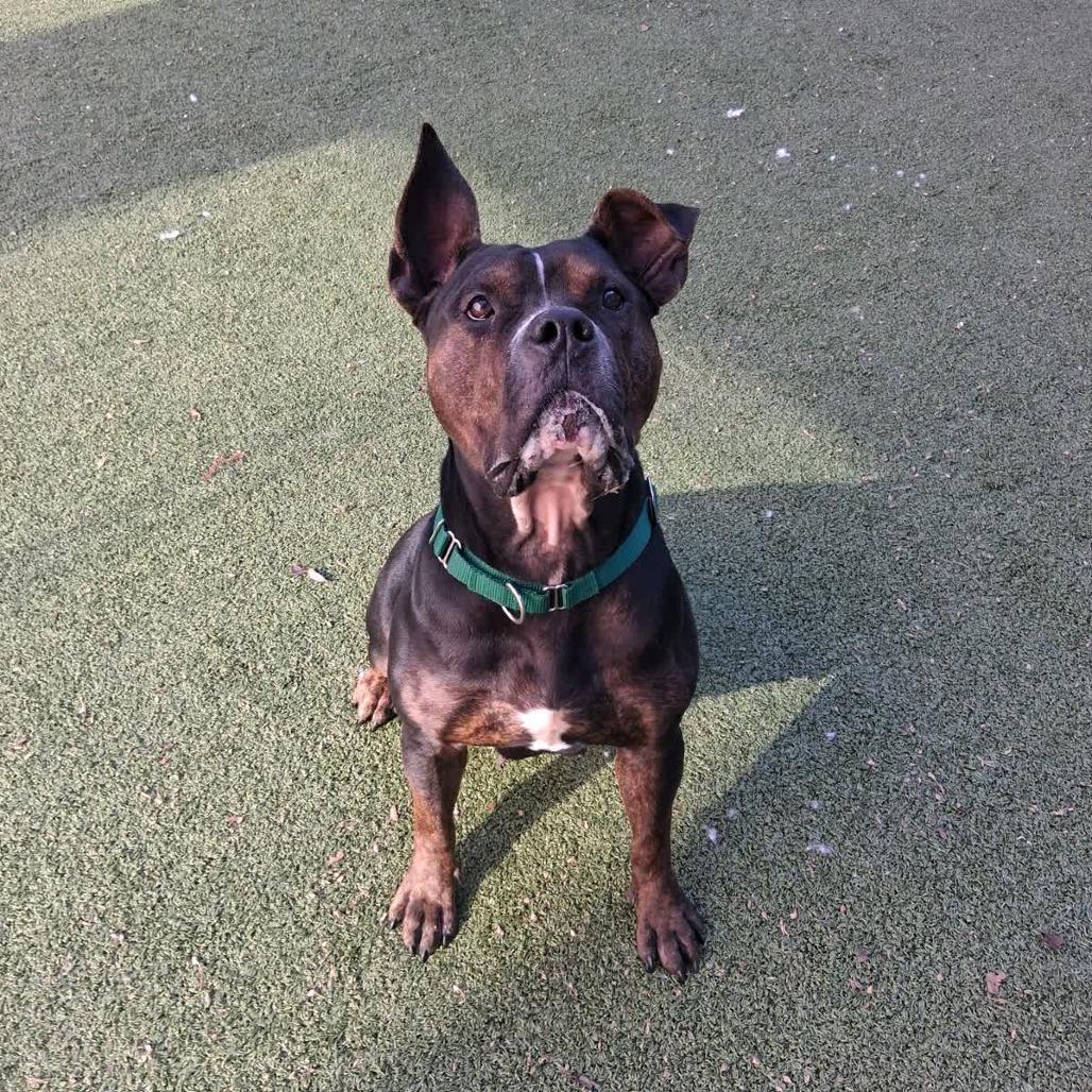 Brown Sugar, a Adoptable Mixed Breed in Greensboro, NC image 6/6