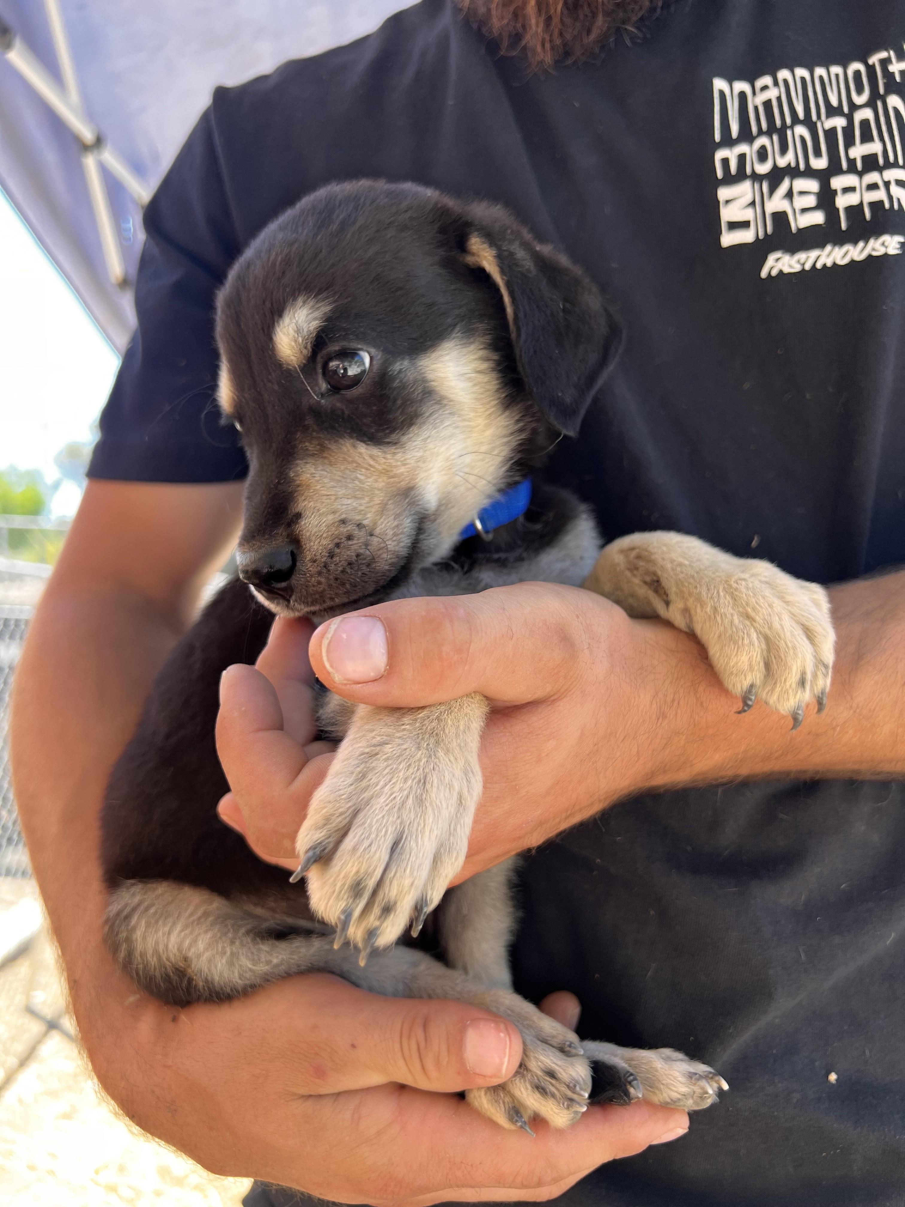 Enlarge Mastiff Lab Mix Puppies, a Adopted mixed breed in Forest Falls, CA image 1/6