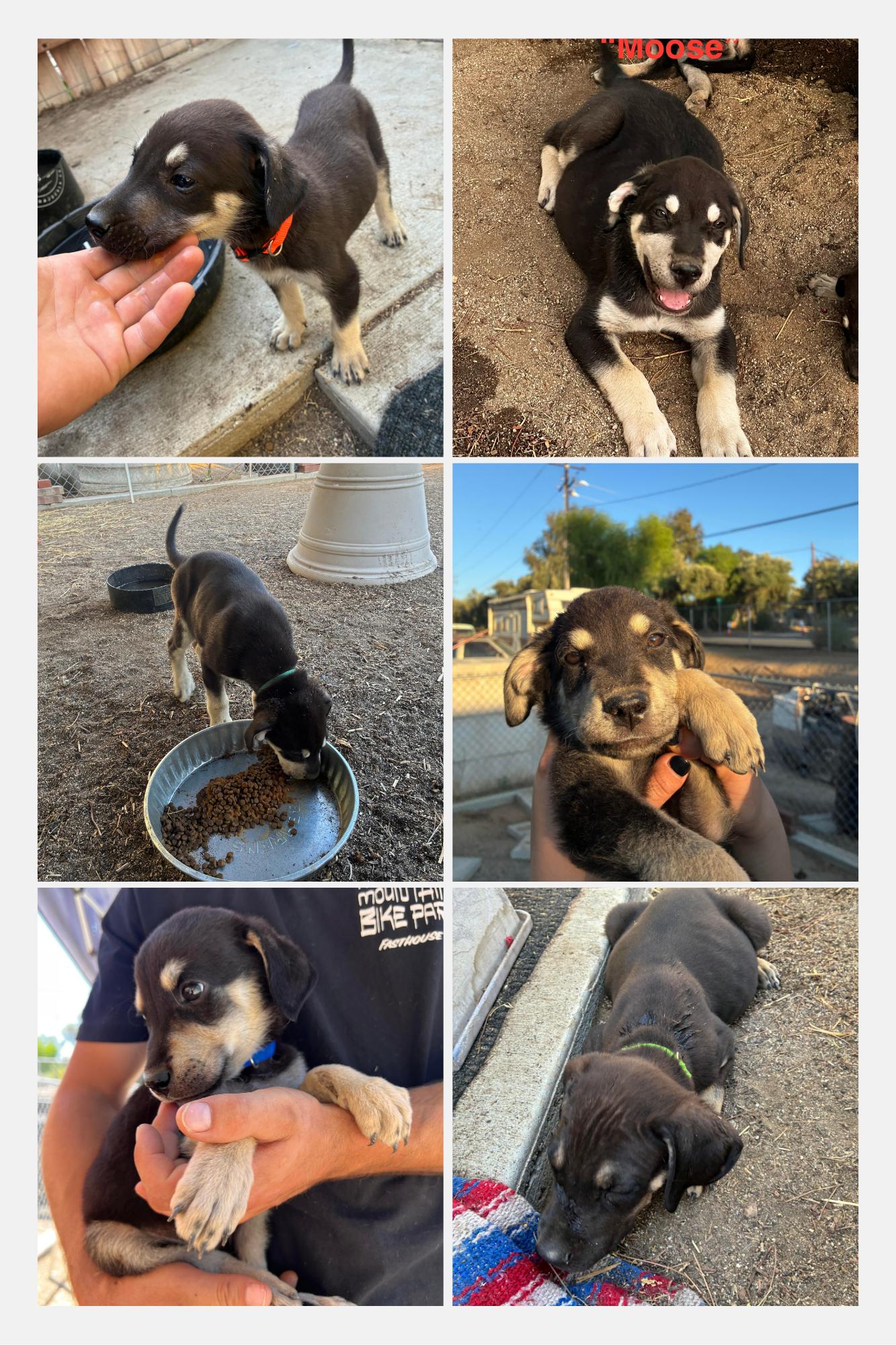 Enlarge Mastiff Lab Mix Puppies, a Adopted mixed breed in Forest Falls, CA image 2/6