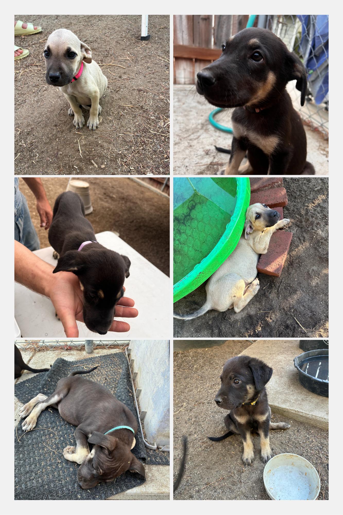 Enlarge Mastiff Lab Mix Puppies, a Adopted mixed breed in Forest Falls, CA image 4/6