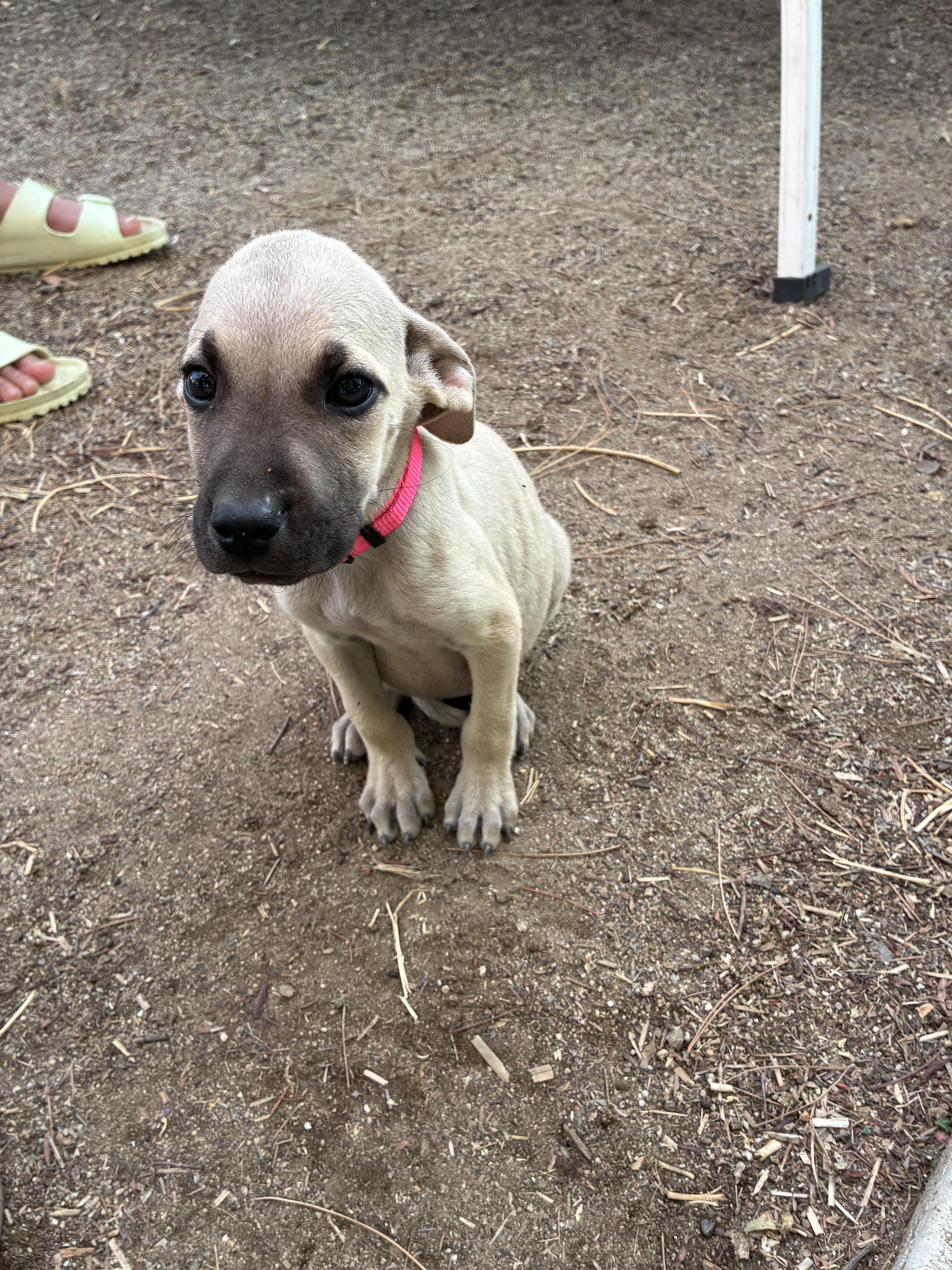 Enlarge Mastiff Lab Mix Puppies, a Adopted mixed breed in Forest Falls, CA image 5/6
