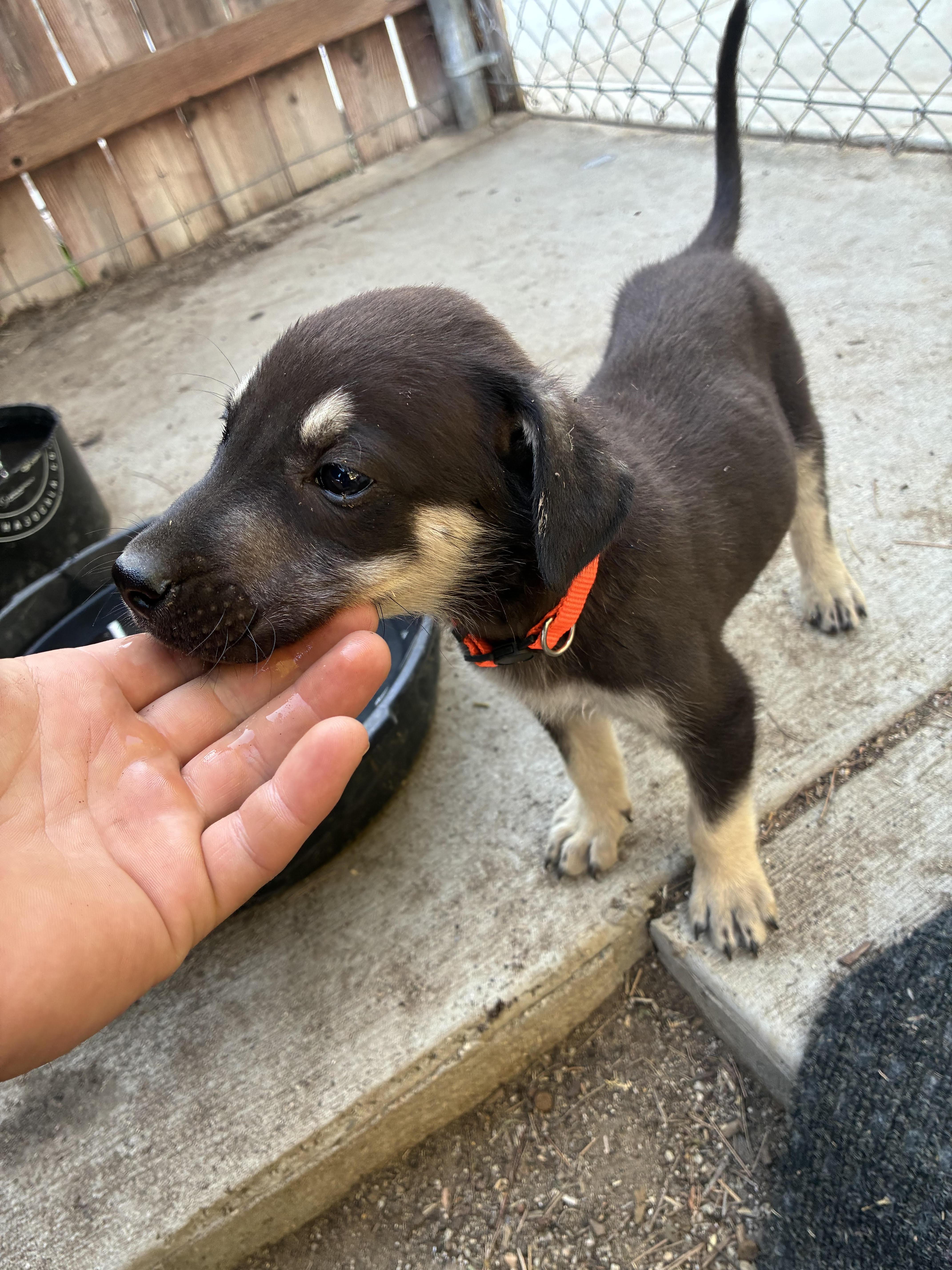 Enlarge Mastiff Lab Mix Puppies, a Adopted mixed breed in Forest Falls, CA image 6/6