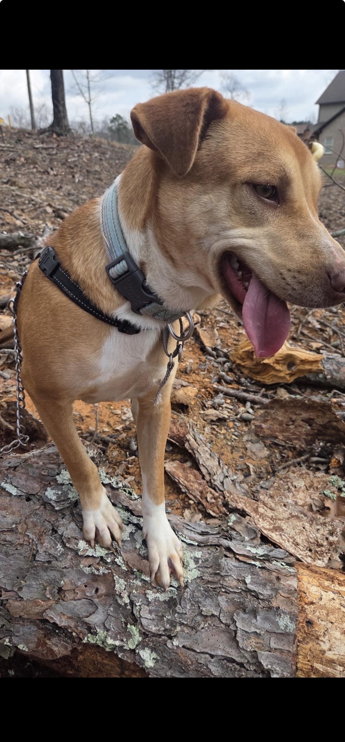 Pretty Girl, Adoptable, Young Female Labrador Retriever & Hound.