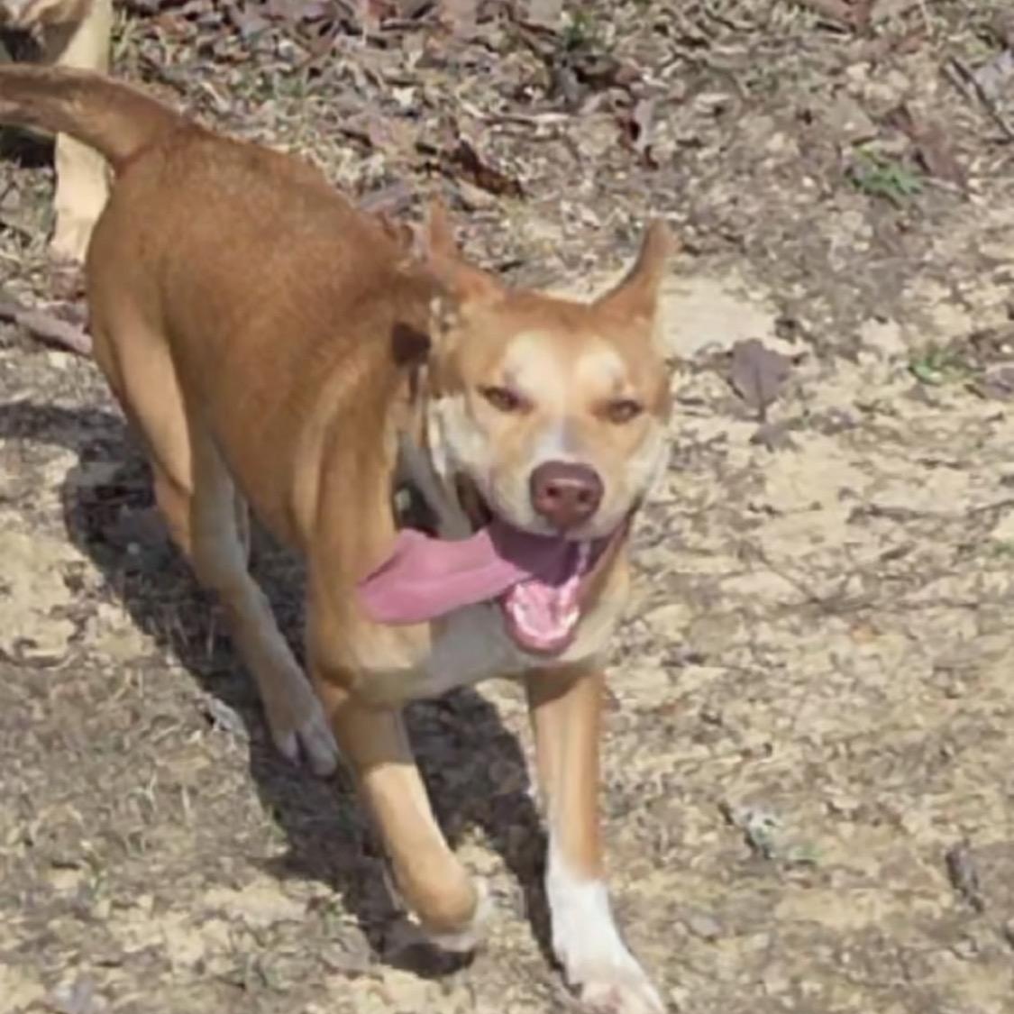 Enlarge Pretty Girl, a Adoptable mixed breed in Roanoke, VA image 3/5