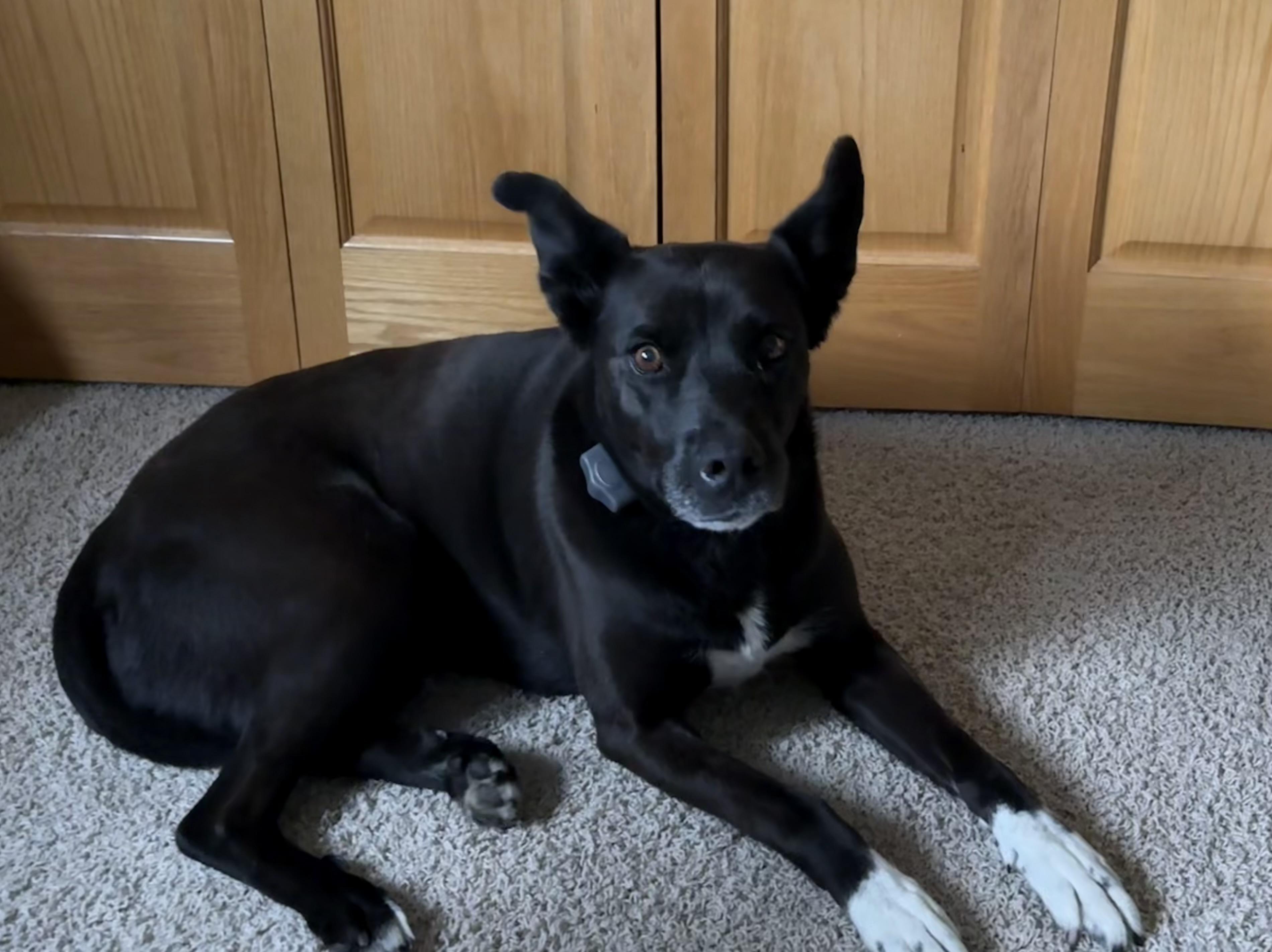 Anabelle, Adoptable, Adult Female Border Collie & Black Labrador Retriever.