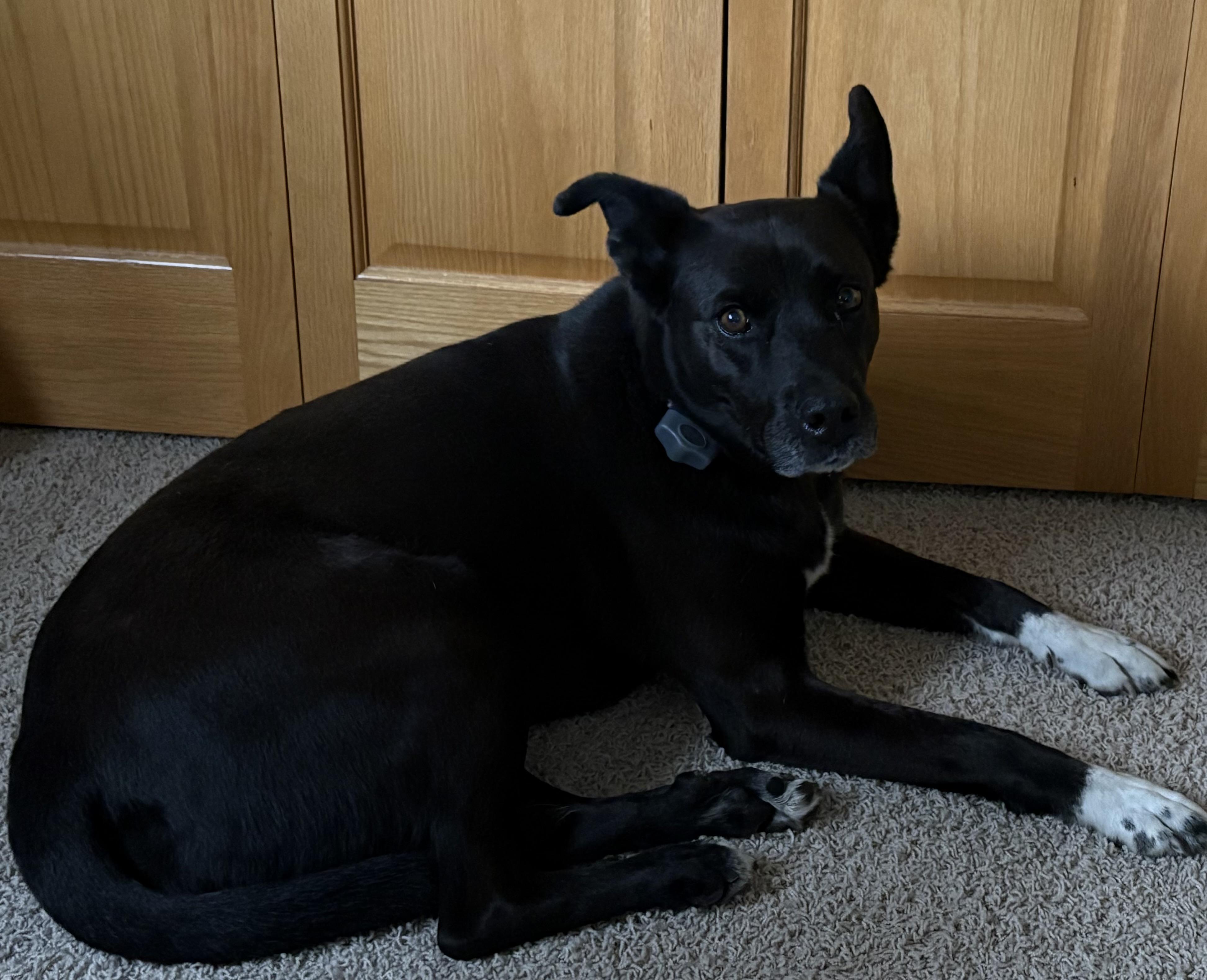 Anabelle, a Adoptable mixed breed in Lakeville, MN image 2/2