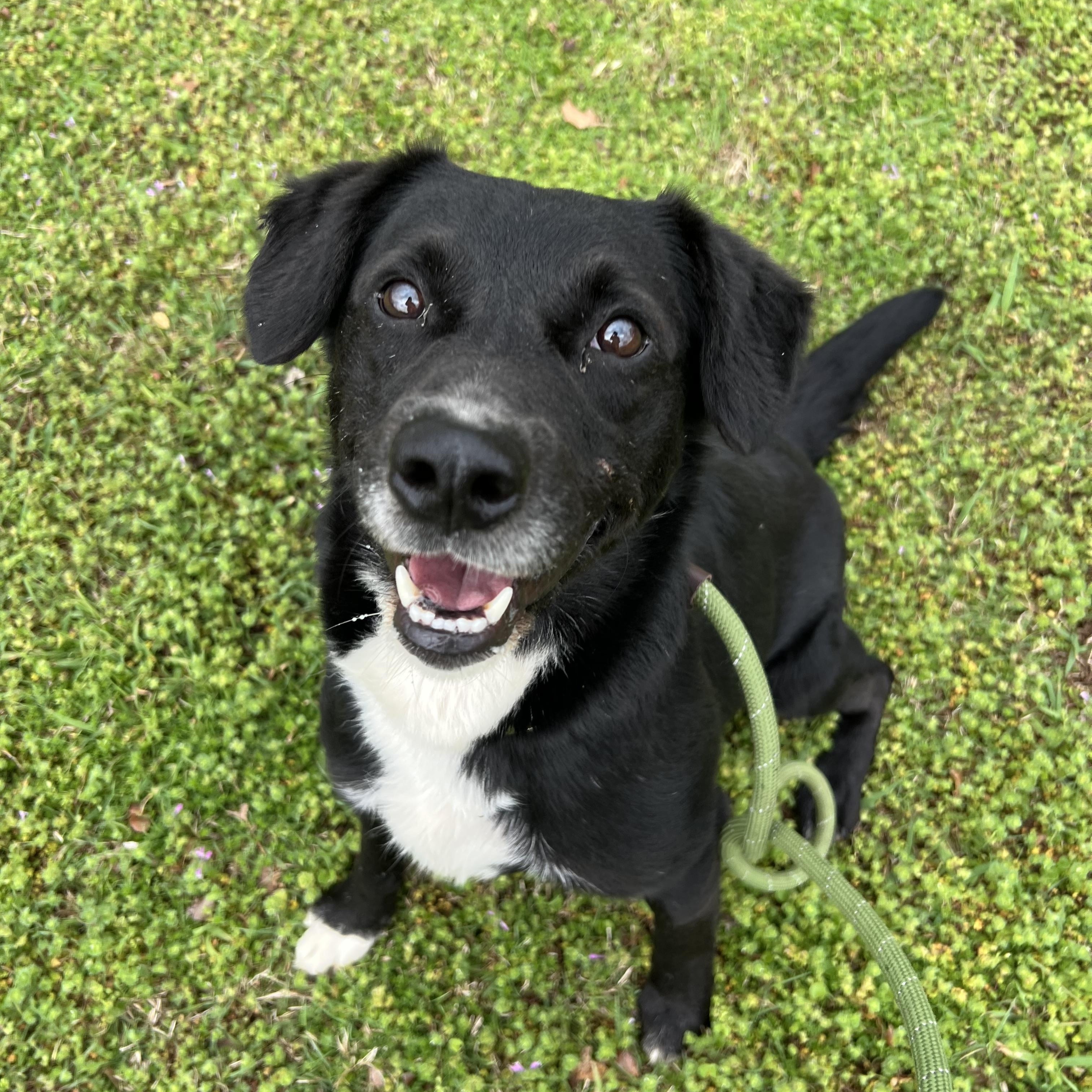 Enlarge Skampi, a ADOPTABLE mixed breed in Sherman, TX image 2/4