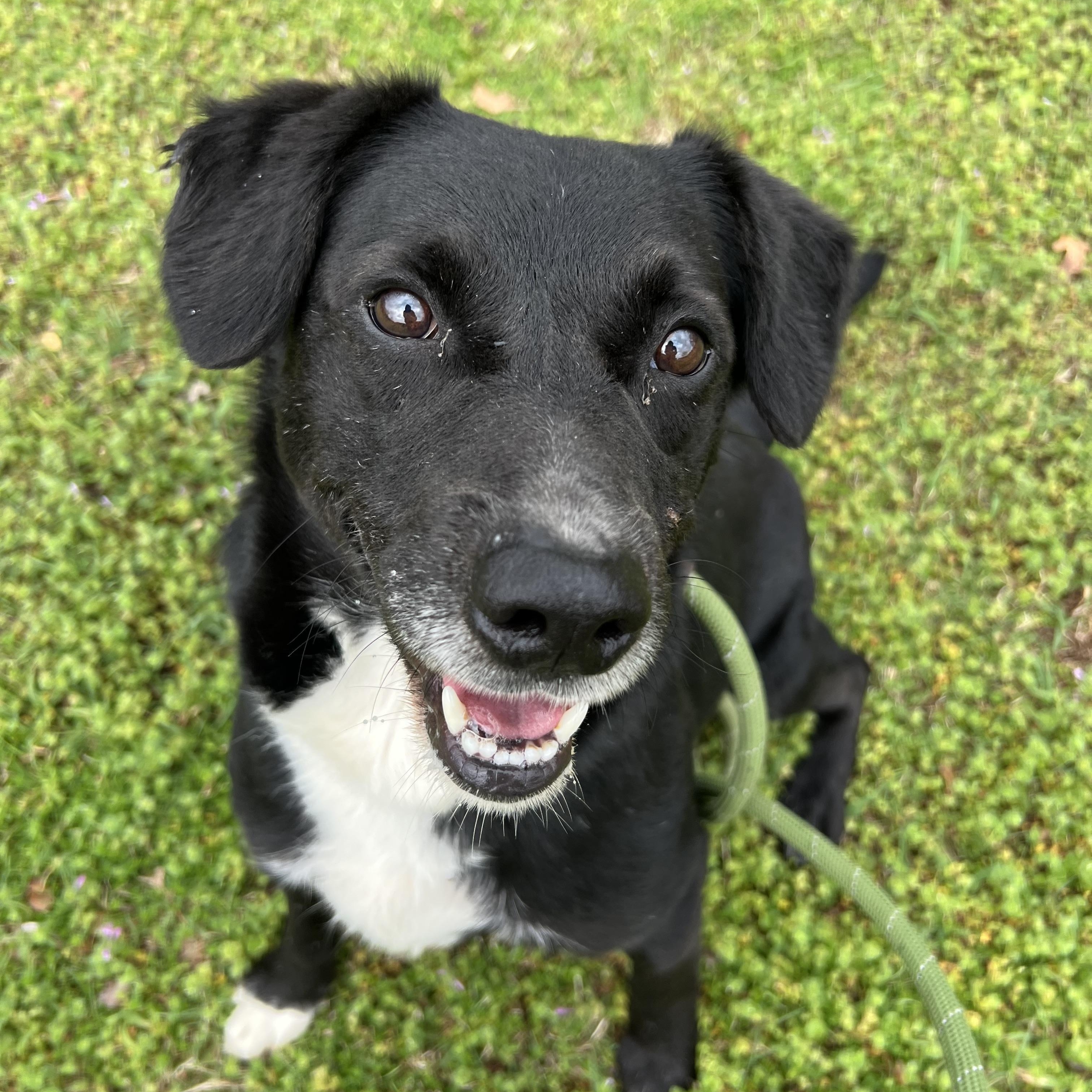 Enlarge Skampi, a ADOPTABLE mixed breed in Sherman, TX image 1/4