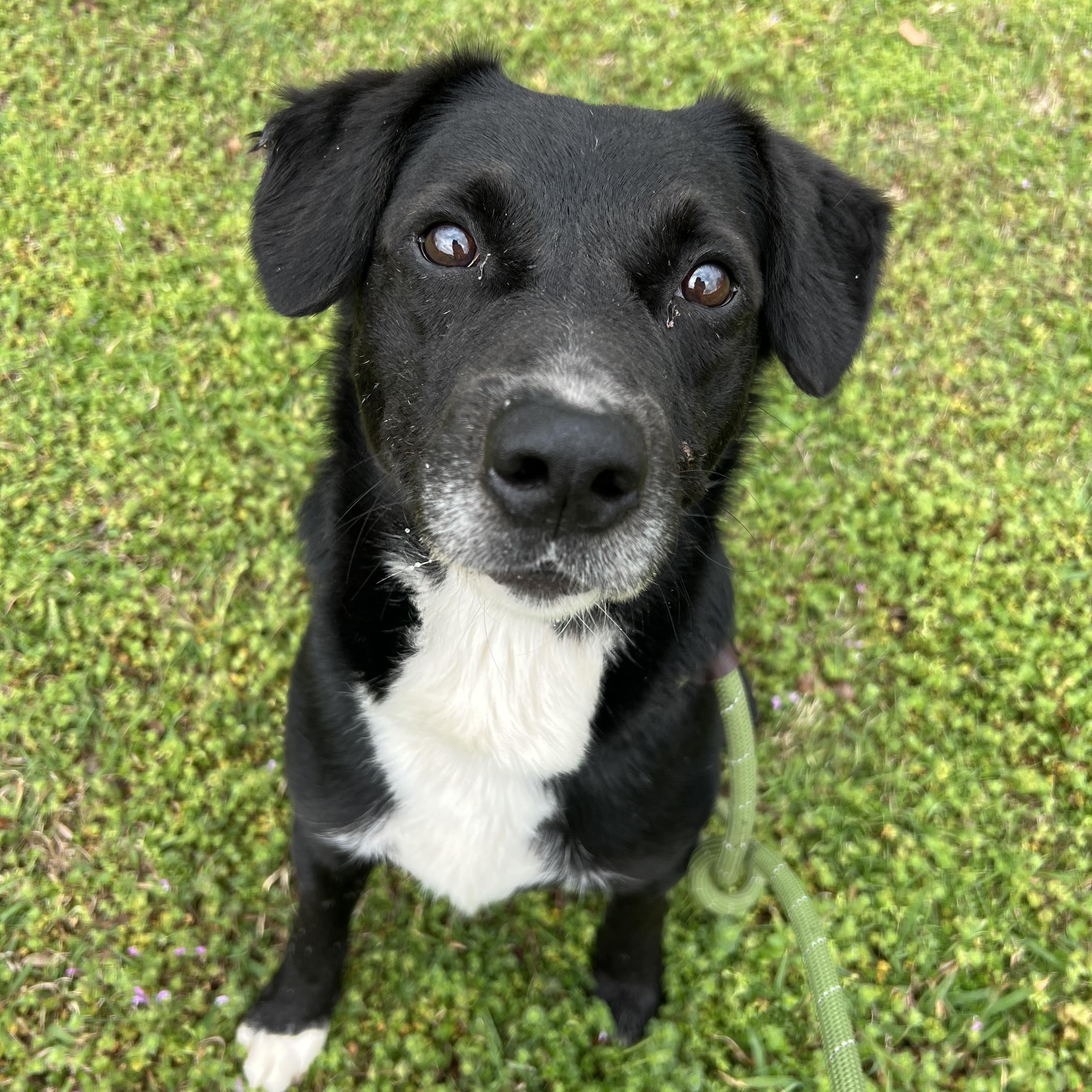 Enlarge Skampi, a ADOPTABLE mixed breed in Sherman, TX image 3/4