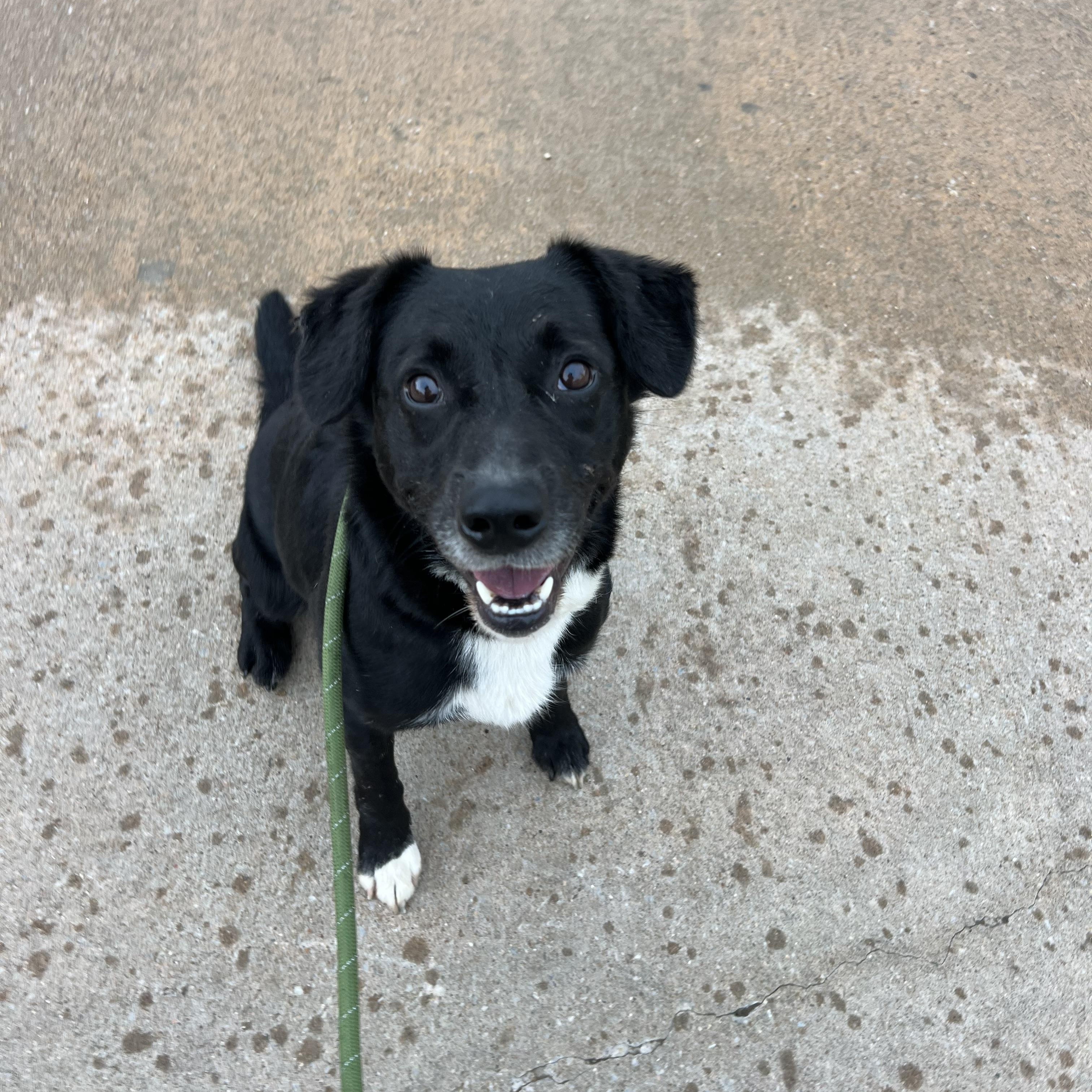 Enlarge Skampi, a ADOPTABLE mixed breed in Sherman, TX image 4/4