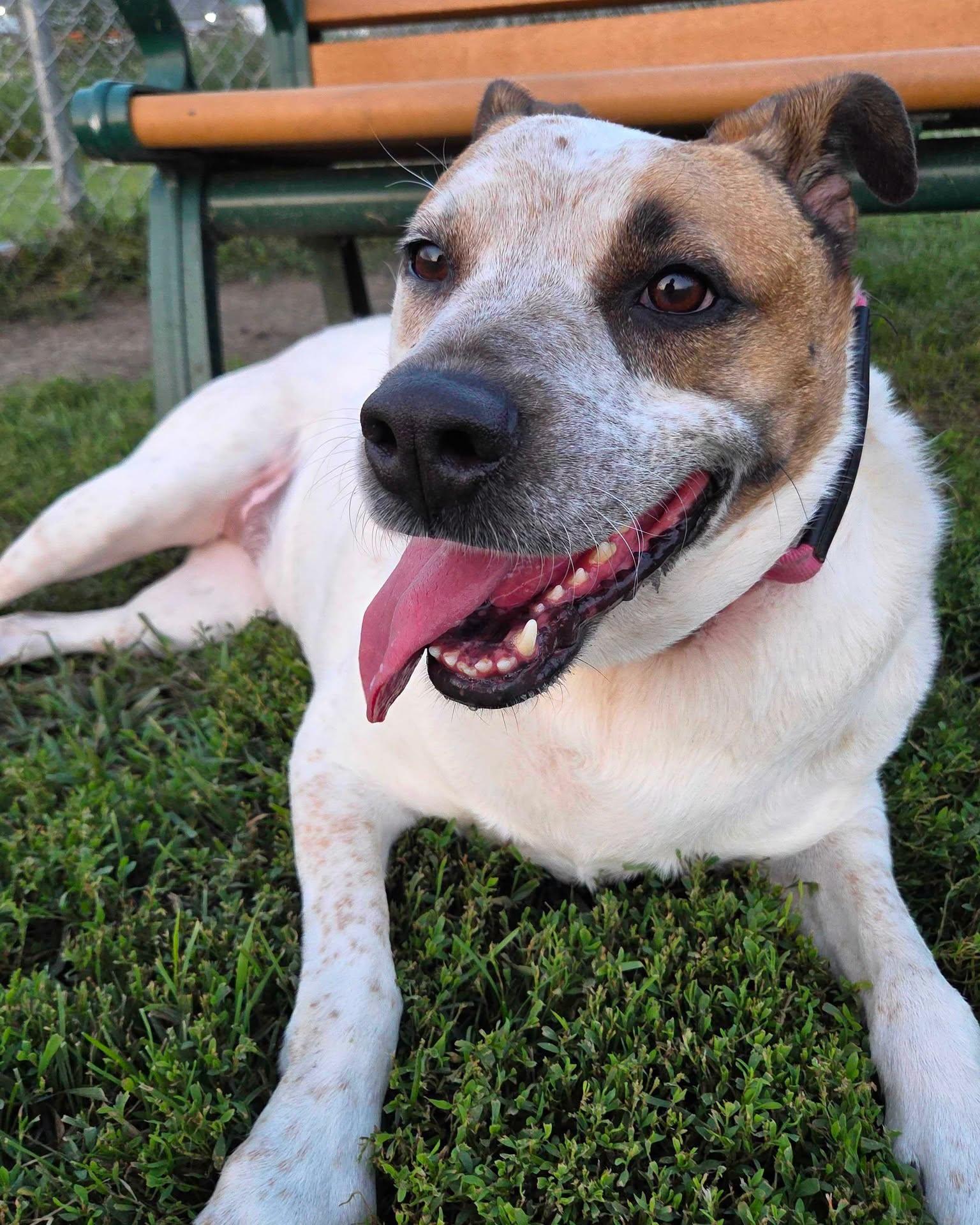 Dolly, a ADOPTABLE Mixed Breed in Davenport, IA image 2/2