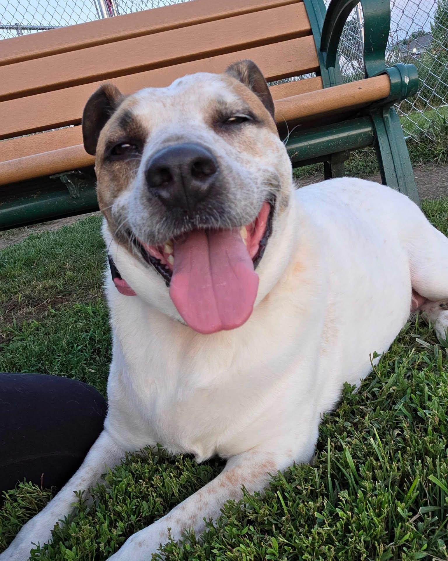 Dolly, a ADOPTABLE Mixed Breed in Davenport, IA image 1/2