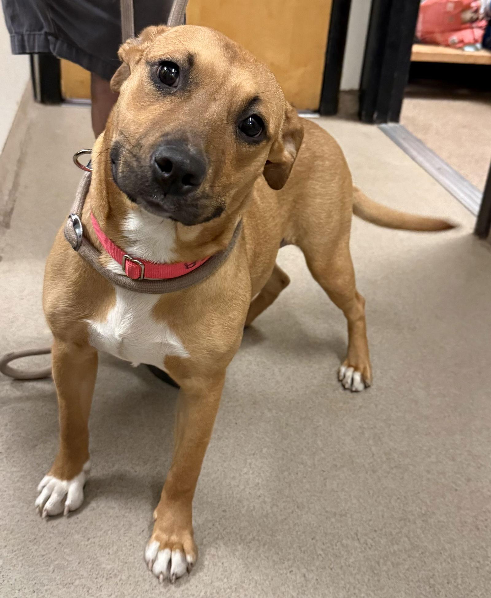Enlarge Lola, a Adoptable Black Mouth Cur in Sanford, FL image 1/2