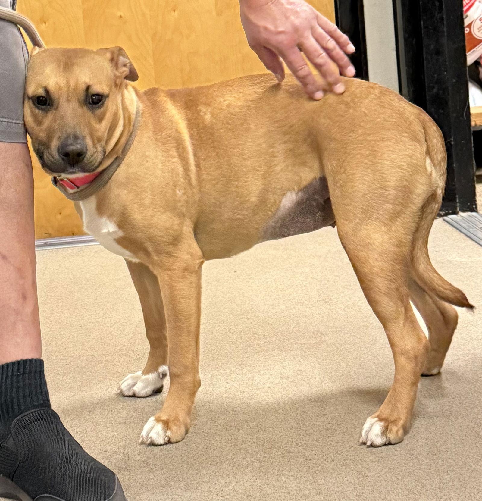 Enlarge Lola, a Adoptable Black Mouth Cur in Sanford, FL image 2/2