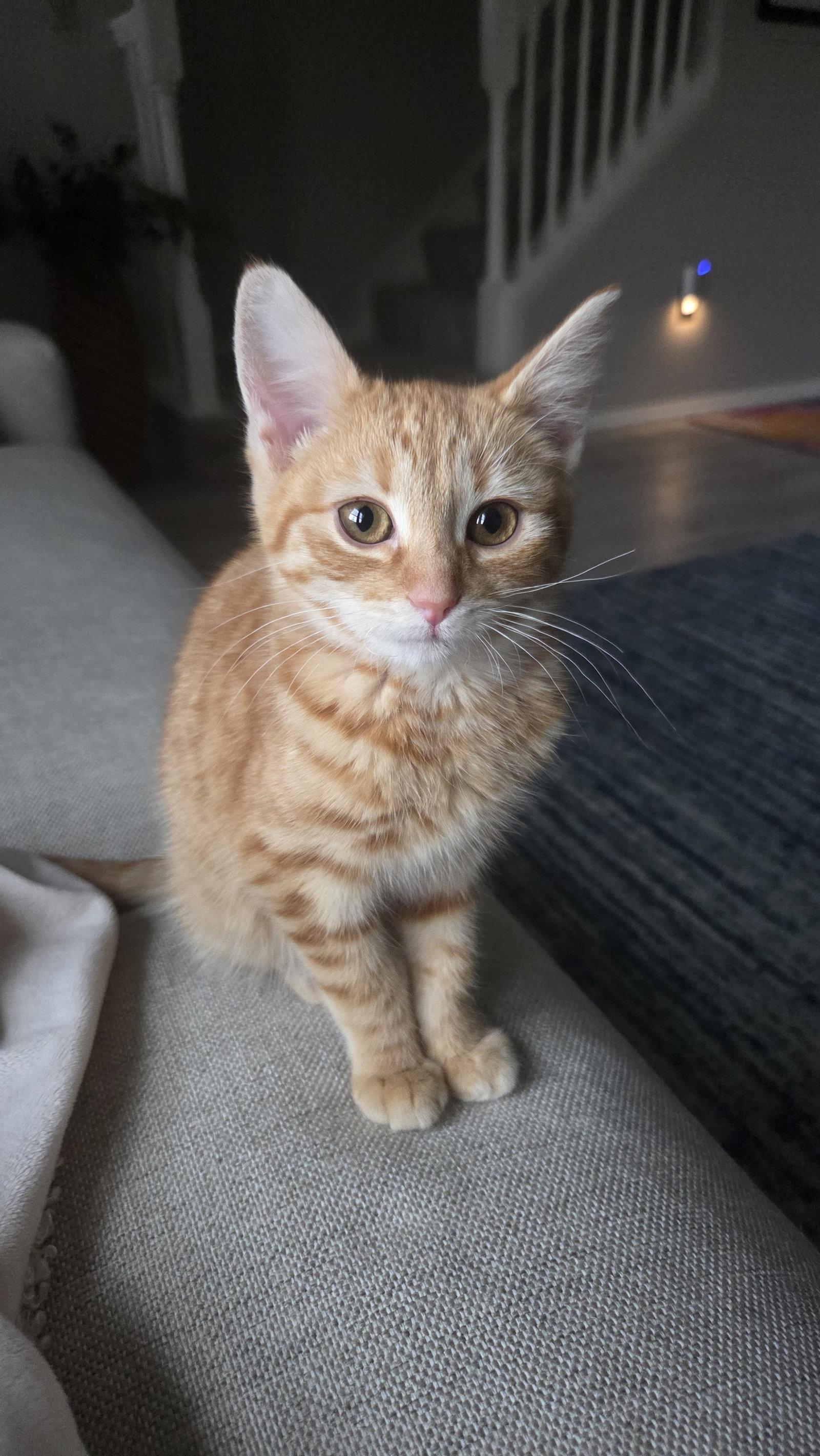 Galway, Adoptable, Kitten Female Domestic Short Hair.
